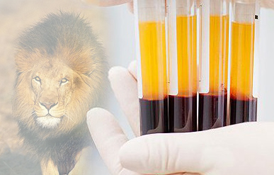 Meling Biomedical помогает сохранению вида африканских львов
